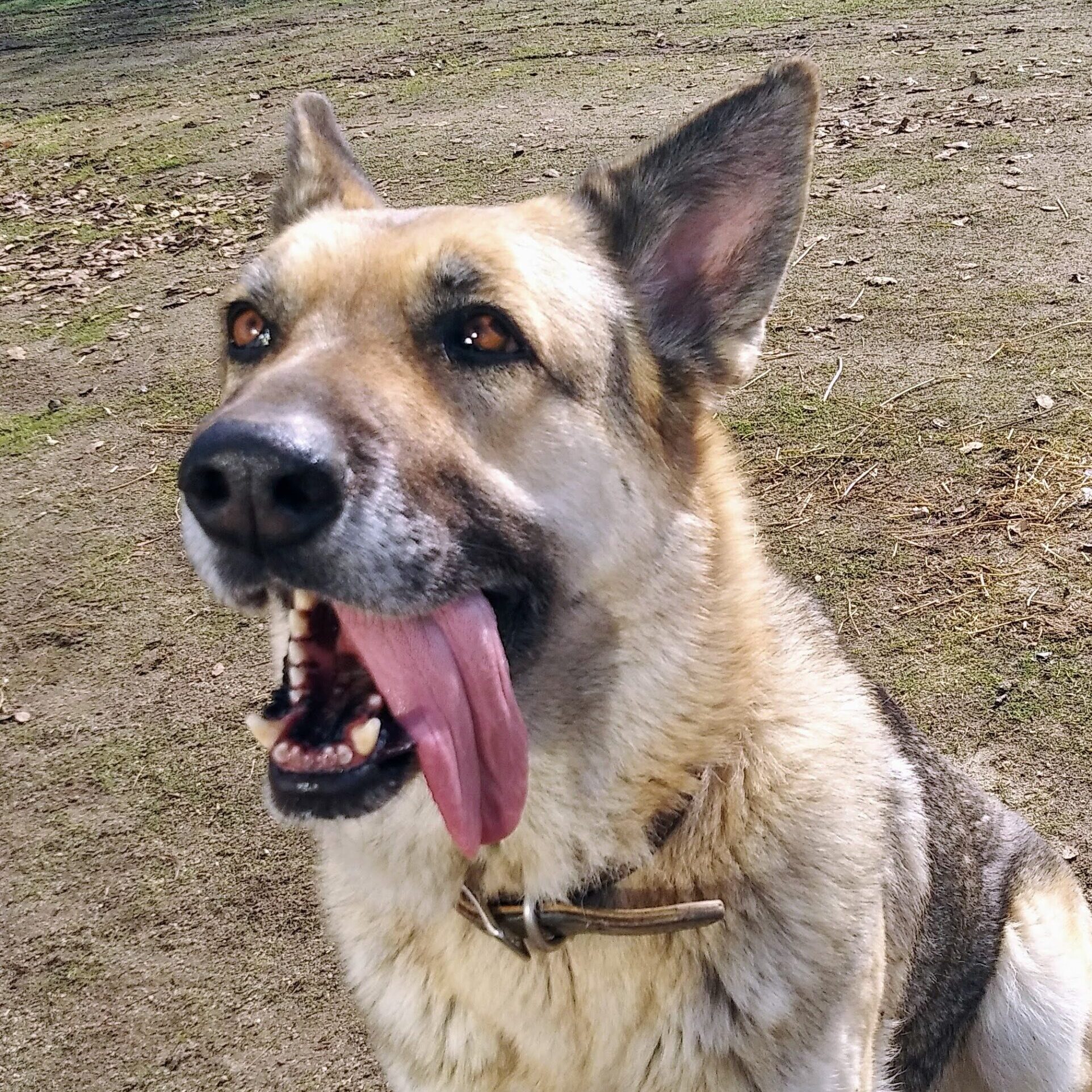 Mizu the German Shepherd with her tongue hanging out (Junction City Dog Park)