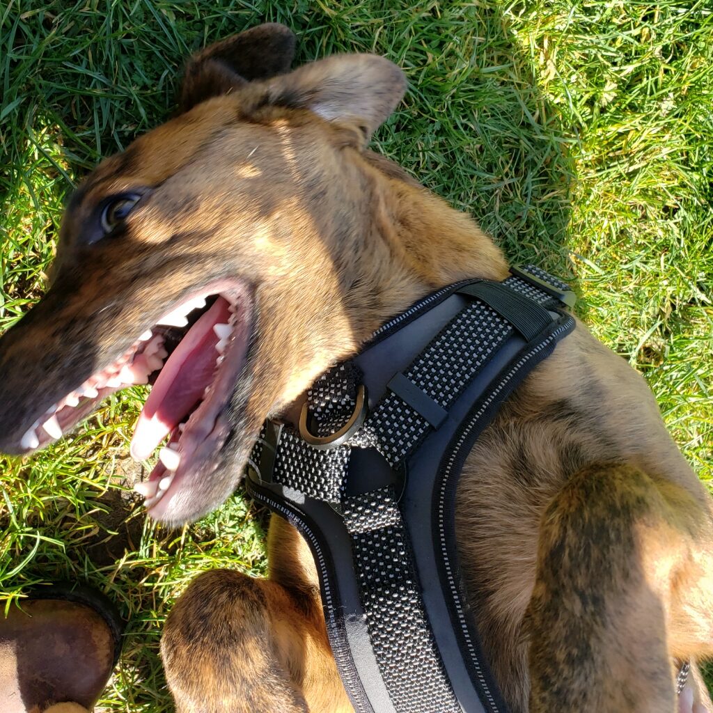 australian cattle dog playing on her back