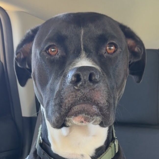 Sad boxer Griffey needs a Junction City Dog Park