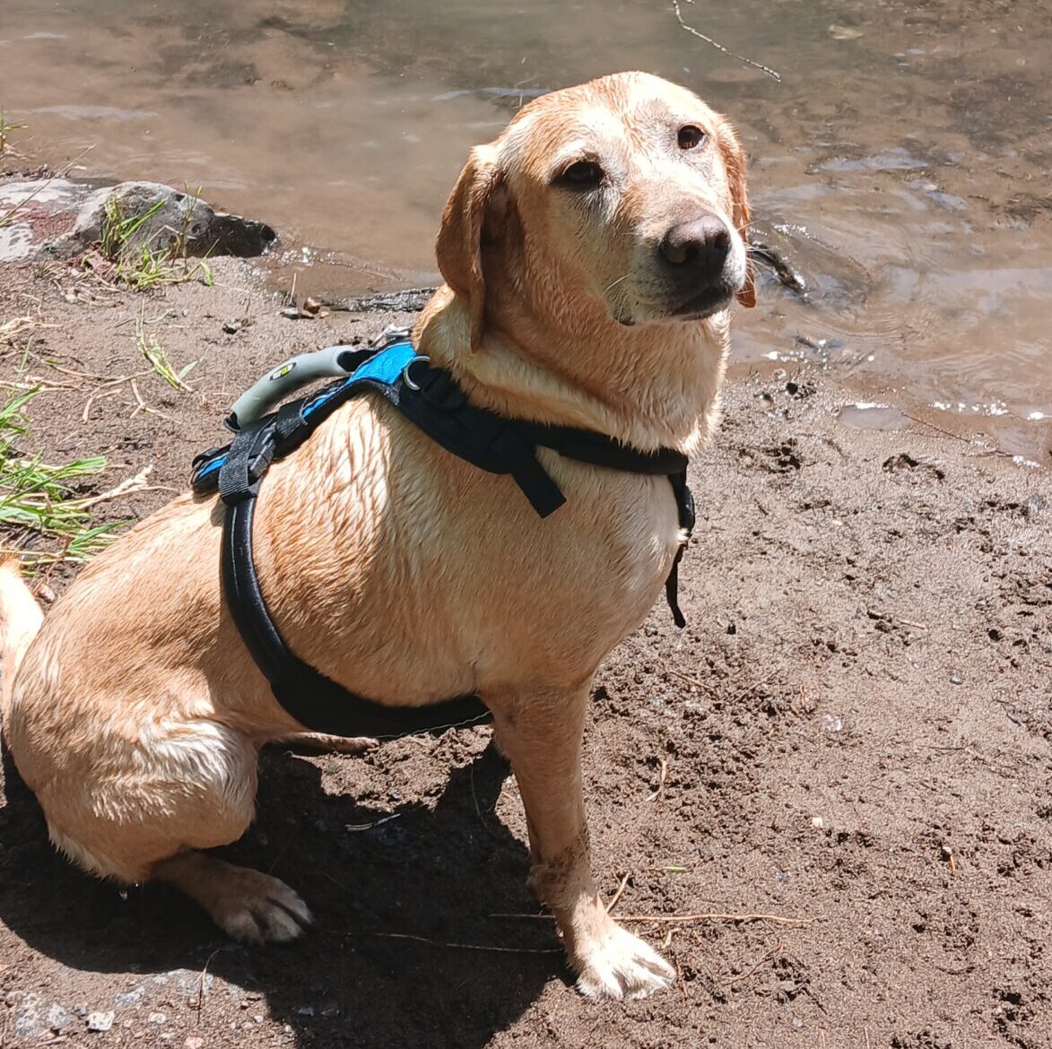 Willow - yellow dog