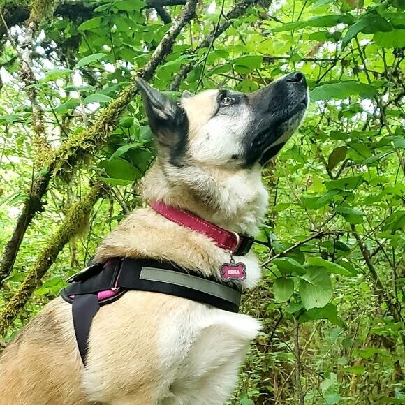 an Elkhound looking up into the trees